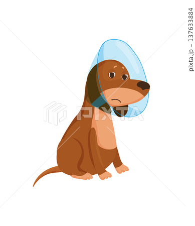 Cartoon Dog with Medical Collar Cartoon Dog with Medical Collar 137633884