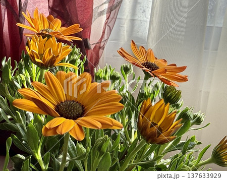 Close-up of orange African daisies blooming, Osteospermum. The flowers bloom in spring. Close-up of orange African daisies blooming, Osteospermum. The flowers bloom in spring. 137633929