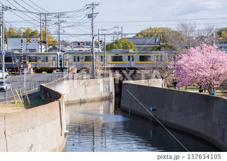 【内房線】河津桜並木の側を通過する内房線の列車 137634105
