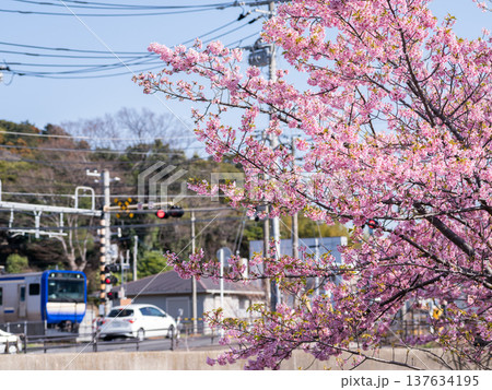 【内房線】河津桜並木の側を通過する内房線の列車 137634195