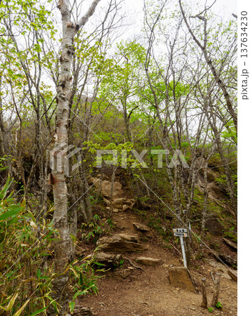 険しい登山道 険しい登山道 137634230