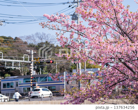 【内房線】河津桜並木の側を通過する内房線の列車 137634256