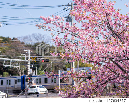【内房線】河津桜並木の側を通過する内房線の列車 【内房線】河津桜並木の側を通過する内房線の列車 137634257
