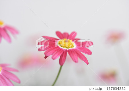 マーガレット 137634282