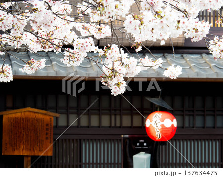 町家の赤い提灯に白い桜が映える 町家の赤い提灯に白い桜が映える 137634475