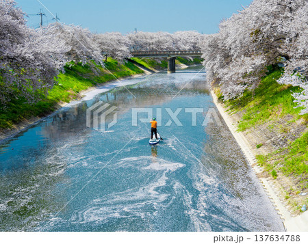 散る桜、花筏に遊ぶ男性 散る桜、花筏に遊ぶ男性 137634788