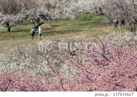 河津桜の咲く箕郷梅林の散策路　群馬県 137634827