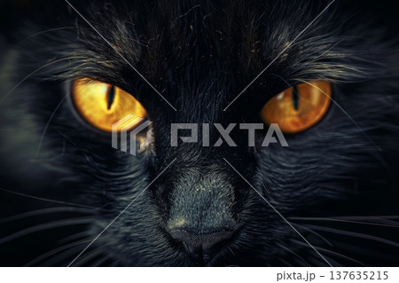 Mysterious black cat with striking yellow eyes intensely gazes at the camera in dim lighting ambiance. 137635215