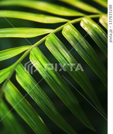 Close Up of a Vibrant Green Leaf Captured Against a Deep Black Background with Intricate Details Close Up of a Vibrant Green Leaf Captured Against a Deep Black Background with Intricate Details 137635286