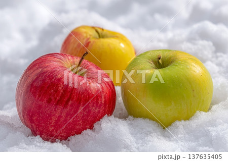 Beautiful red, yellow and green apples on white snow Beautiful red, yellow and green apples on white snow 137635405