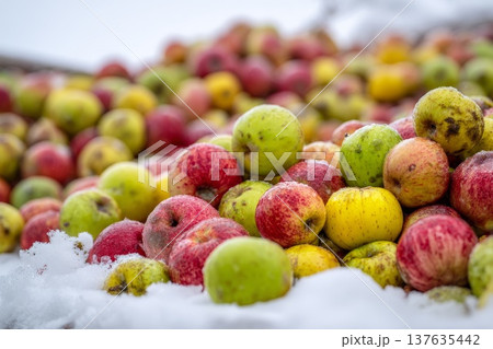 Beautiful red, yellow and green apples on white snow Beautiful red, yellow and green apples on white snow 137635442