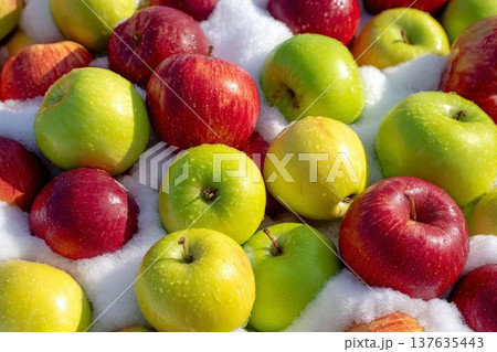 Beautiful red, yellow and green apples on white snow Beautiful red, yellow and green apples on white snow 137635443