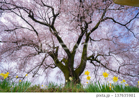 【一本桜】わに塚のエドヒカンザクラと水仙の花【山梨県】 137635981