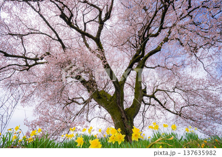 【一本桜】わに塚のエドヒカンザクラと水仙の花【山梨県】 【一本桜】わに塚のエドヒカンザクラと水仙の花【山梨県】 137635982