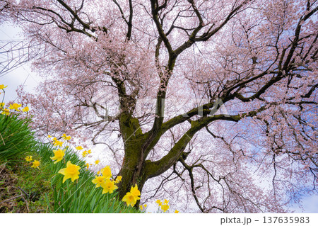 【一本桜】わに塚のエドヒカンザクラと水仙の花【山梨県】 137635983