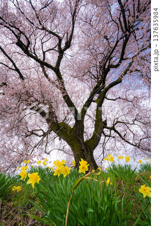 【一本桜】わに塚のエドヒカンザクラと水仙の花【山梨県】 【一本桜】わに塚のエドヒカンザクラと水仙の花【山梨県】 137635984