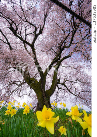 【一本桜】わに塚のエドヒカンザクラと水仙の花【山梨県】 137635985