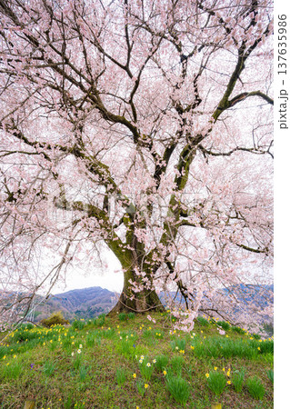 【一本桜】わに塚のエドヒカンザクラと水仙の花【山梨県】 137635986