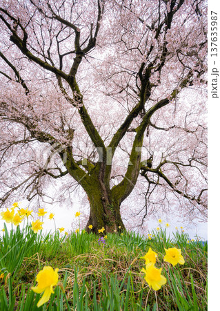 【一本桜】わに塚のエドヒカンザクラと水仙の花【山梨県】 137635987