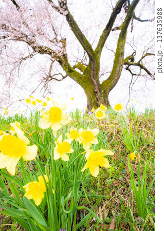 【一本桜】わに塚のエドヒカンザクラと水仙の花【山梨県】 【一本桜】わに塚のエドヒカンザクラと水仙の花【山梨県】 137635988
