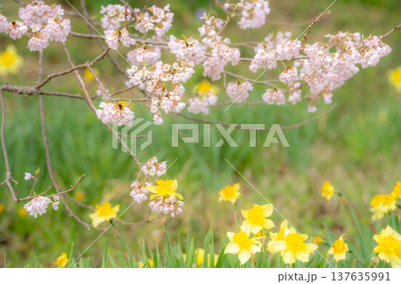 【一本桜】わに塚のエドヒカンザクラと水仙の花【山梨県】 137635991