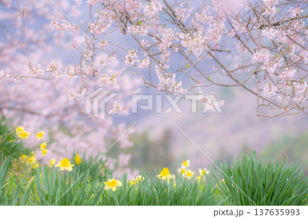 【一本桜】わに塚のエドヒカンザクラと水仙の花【山梨県】 137635993