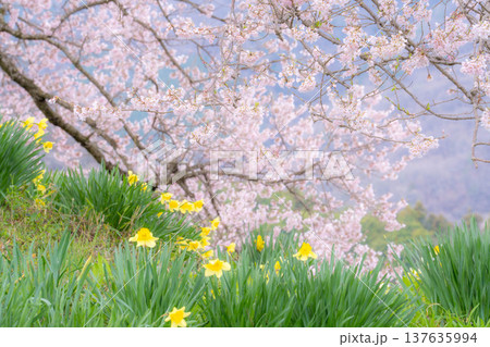 【一本桜】わに塚のエドヒカンザクラと水仙の花【山梨県】 137635994