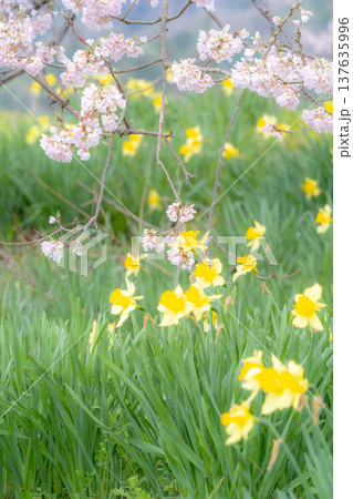 【一本桜】わに塚のエドヒカンザクラと水仙の花【山梨県】 137635996