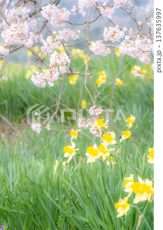 【一本桜】わに塚のエドヒカンザクラと水仙の花【山梨県】 137635997