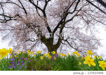 【一本桜】わに塚のエドヒカンザクラと水仙の花【山梨県】 【一本桜】わに塚のエドヒカンザクラと水仙の花【山梨県】 137635999