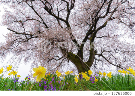 【一本桜】わに塚のエドヒカンザクラと水仙の花【山梨県】 137636000