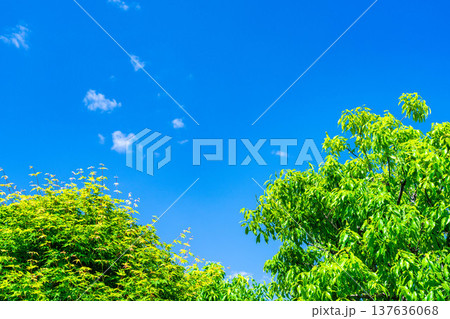 【初夏素材】新緑と青空【長野県】 137636068