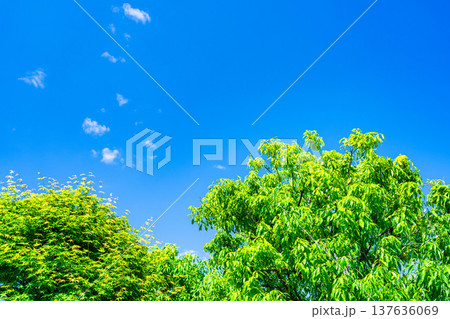【初夏素材】新緑と青空【長野県】 【初夏素材】新緑と青空【長野県】 137636069