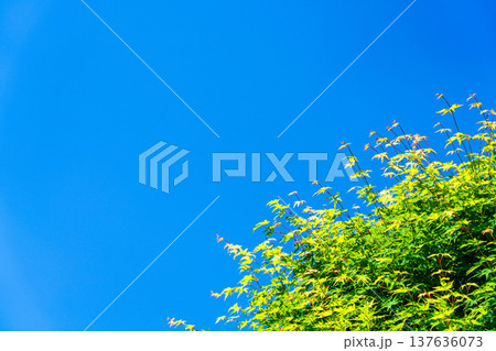 【初夏素材】新緑と青空【長野県】 【初夏素材】新緑と青空【長野県】 137636073