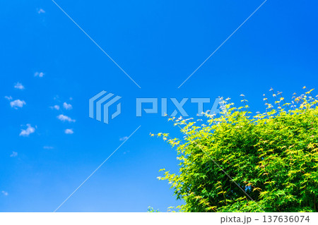 【初夏素材】新緑と青空【長野県】 137636074