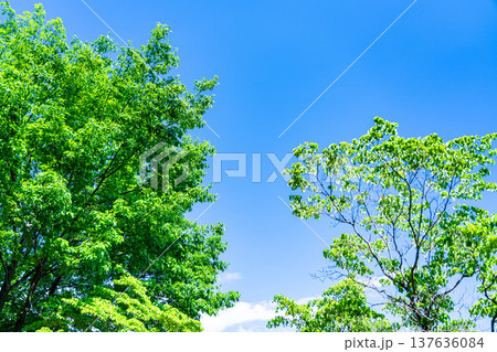 【初夏素材】新緑と青空【長野県】 137636084