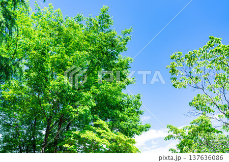 【初夏素材】新緑と青空【長野県】 【初夏素材】新緑と青空【長野県】 137636086