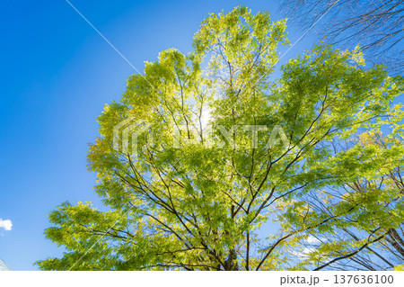 【初夏素材】新緑と青空【長野県】 137636100