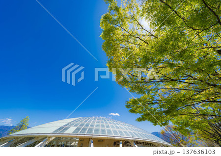 【初夏素材】新緑と青空【長野県】 137636103