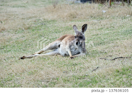 くつろぐアカカンガルー くつろぐアカカンガルー 137636105