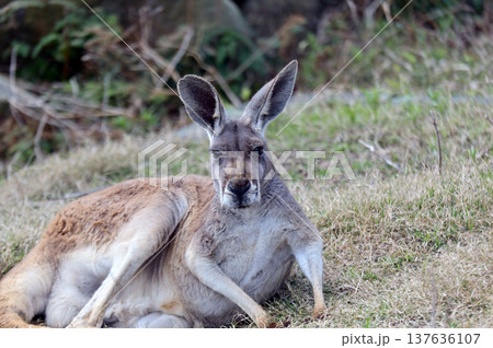くつろぐアカカンガルー くつろぐアカカンガルー 137636107