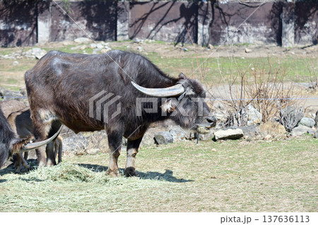 アジアスイギュウ 137636113