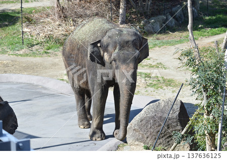 歩くアジアゾウ 137636125