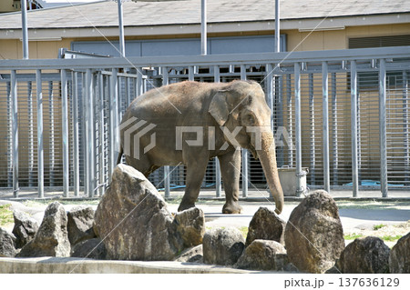 歩くアジアゾウ 137636129