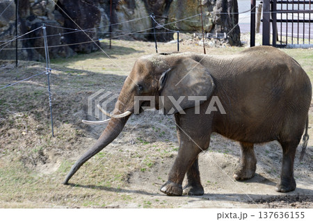 歩くアフリカゾウ 137636155