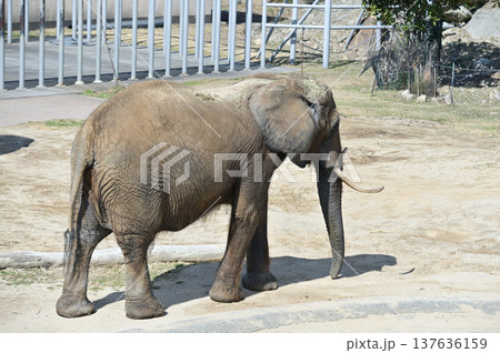 アフリカゾウ 137636159