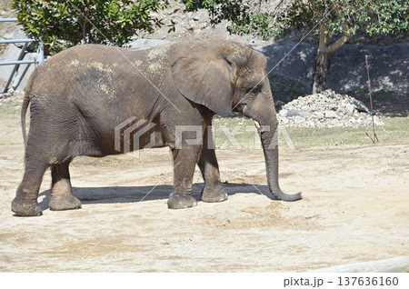 アフリカゾウ 137636160