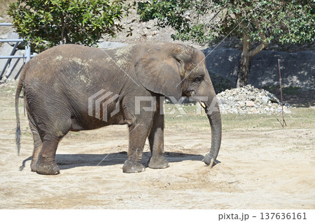 アフリカゾウ 137636161