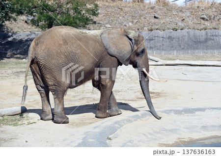 アフリカゾウ 137636163
