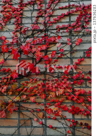 Autumn red leaves of maidenhair vine climbing a brick wall in Primorsky Krai Russia natural background with vivid texture and seasonal mood Autumn red leaves of maidenhair vine climbing a brick wall in Primorsky Krai Russia natural background with vivid texture and seasonal mood 137636283